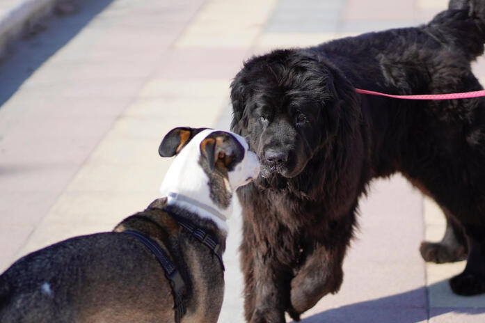 Lenguaje canino
