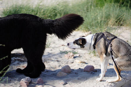 Lenguaje canino